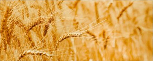 GROTEIN Wheat Protein banner