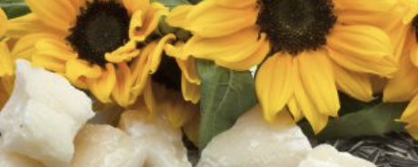 Henry Lamotte Oils GmbH Sunflower Wax banner