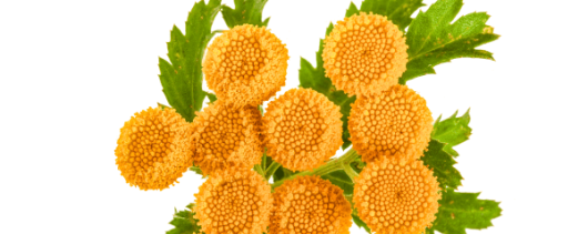 AYALI GROUP Tansy Essential Oil banner
