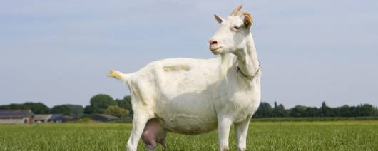 AVH Dairy Goat Lactose banner