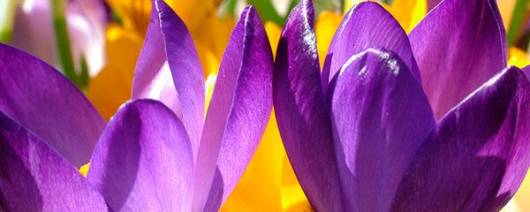 Naolys Healthy Shine Lilac banner