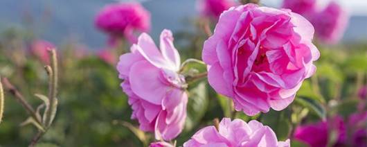 Berkem Organic damask rose floral water (R0613) banner