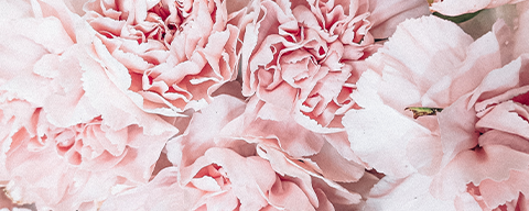AFI Compare to Aroma Peony & Blush Suede (W) by Madina® F38163 banner