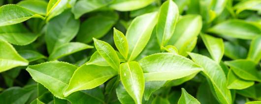 Naturex Green Tea Leaf PE 98% Poly.UV/60% Catec./ 50% EGCG (EC841890) banner