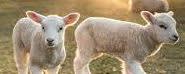 Colorado Mills 20% Lamb Feed banner