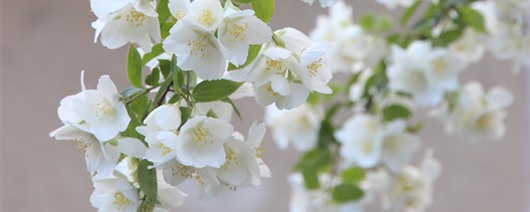AFI Compare to Aroma Jasmine by Aztec® F25802 banner