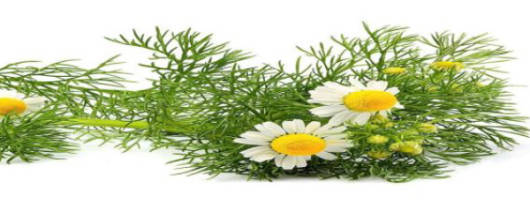 Hydroflorate® German Chamomile Concentrate 15x banner