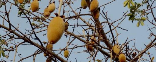 KAIBAE Organic Baobab Fruit Powder banner