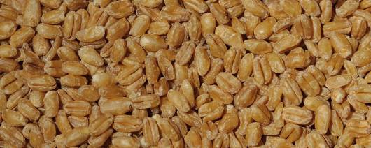 Sunnyland Mills Whole Kernel Pearled Puffing Durum Wheat Organic Or Traditional banner