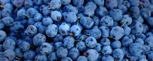 Aseptic Blueberry Purée banner