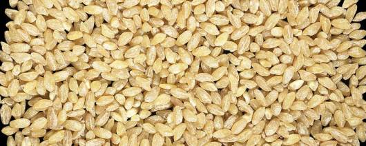 Sunnyland Mills Grano Golden Pearled Durum Wheat banner