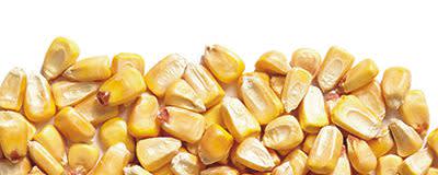 Organic Yellow Corn banner