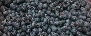 Cherry Central Frozen Blueberries, Cultivated - Sized 1/2” and Over (FP02-77) banner