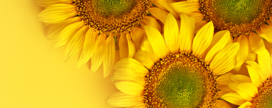 Sunflower Oil  banner