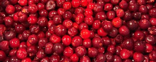 Cherry Central Red Tart Pitted Cherries, Organic - IQF (FP07-54) banner