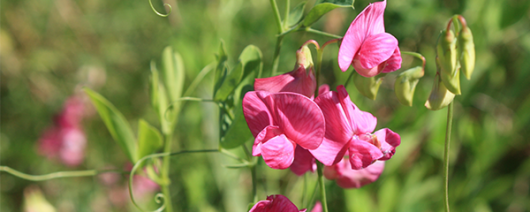 AFI Compare to Aroma Garden Sweet Pea by Yankee® F22865 banner