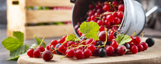 AFI Compare to Aroma Red Currant by Votivo® F24886 banner