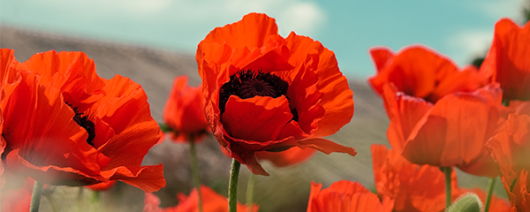 AFI Compare to Aroma Wild Poppy (W) by Nest® F36691 banner
