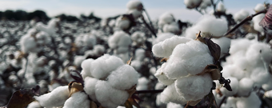 AFI Compare to Aroma High Cotton by Mill Creek® F29001 banner