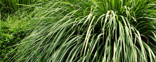 AFI Compare to Aroma Lemongrass by Natures Garden® F31654 banner