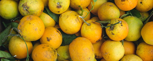 AFI Compare to Aroma Fresh Brazil Citrus by BBW® F29533 banner