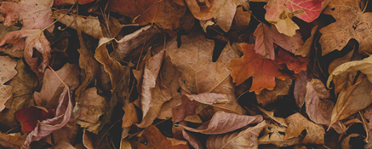 AFI Compare to Aroma Leaves by BBW® F23316 banner