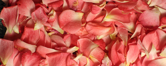AFI Compare to Aroma Velvet Petals by Victoria's Secret® F43064 banner