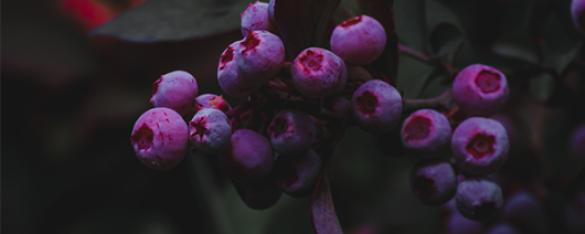 AFI Compare to Aroma Dark Berries by Yankee® F36519 banner