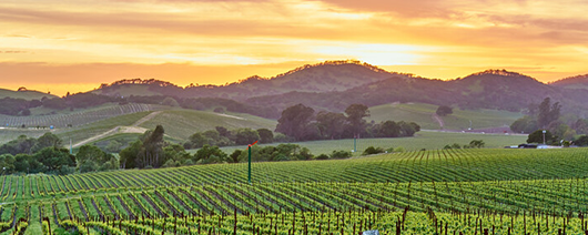 AFI Compare to Aroma Napa Valley Sunset by BBW® F27252 banner