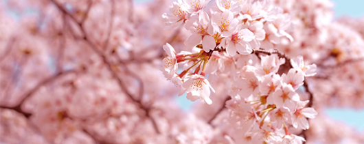 AFI Compare to Aroma Cherry Blossom by BBW® F38248 banner