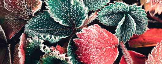 AFI Compare to Aroma Snow-Dusted Bayberry Leaf by Yankee® F44611 banner