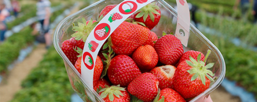 AFI Compare to Aroma Strawberry Patch by BBW® F22782 banner