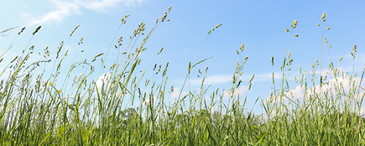 AFI Compare to Aroma Tall Grass F20483 banner