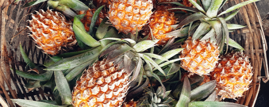 AFI Compare to Aroma Pineapple Palm by Yankee® F25536 banner