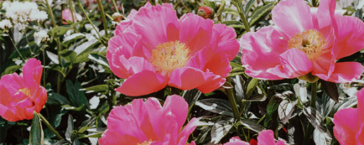 AFI Compare to Aroma Peony Garden F50368 banner