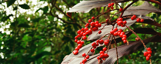 AFI Compare to Aroma Tropical Berries by BBW® F22789 banner