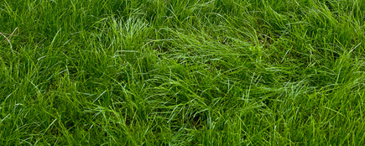 AFI Compare to Aroma Lush Lawn F48236 banner