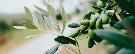 AFI Compare to Aroma Omg Olive by Natures Garden® F31436 banner