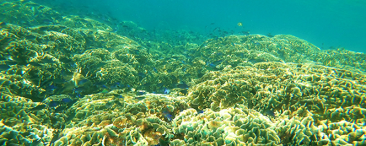 AFI Compare to Aroma Island Reef by BBW® F32150 banner
