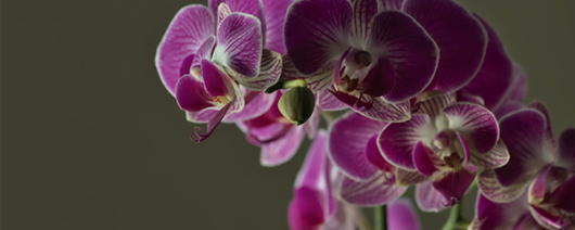 AFI Compare to Aroma Velvet Orchid by Tom ford® F24972 banner