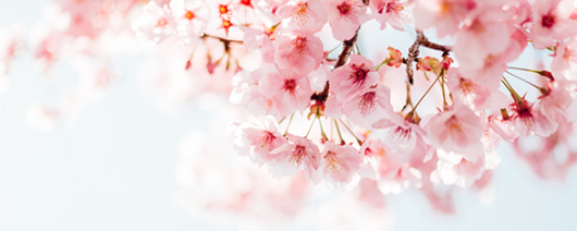 AFI Compare to Aroma Cherry Blossom by Yankee® F22851 banner