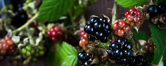 AFI Compare to Aroma Blackberry Tea Leaf by BBW® F32687 banner