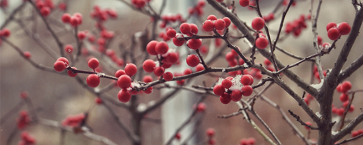 AFI Compare to Aroma Merry Berry Christmas by BBW® F27466 banner