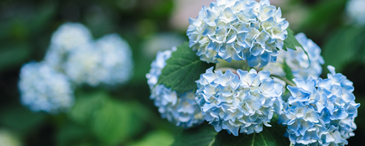 AFI Compare to Aroma Hydrangea by Just Scent® F31830 banner