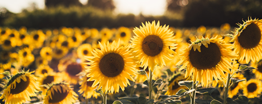 AFI Compare to Aroma Sunflower by Mill Creek® F28983 banner