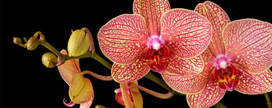 AFI Compare to Aroma Enchanted Orchid by BBW® F22747 banner