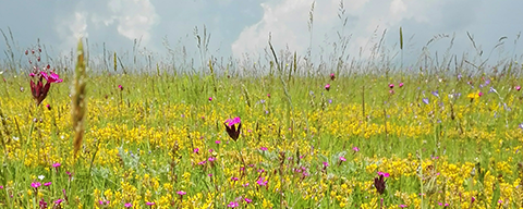 AFI Compare to Aroma Wildflower F20797 banner