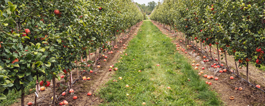 AFI Compare to Aroma Fall Orchard F29098 banner