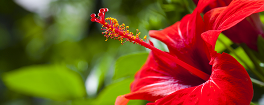 AFI Compare to Aroma Sunkissed Hibiscus by Nest® F42623 banner