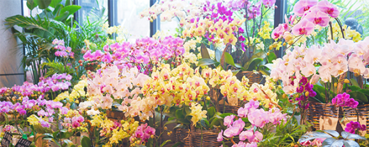 AFI Compare to Aroma Flower Shop F20321 banner